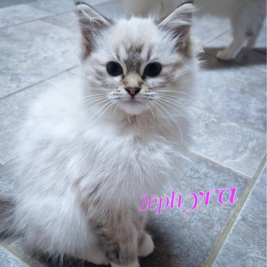 Trycoline’s Zéphyra Femelle Ragdoll