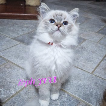 chaton Ragdoll seal tabby point mitted Zéphyra Trycoline’s chaton Ragdoll seal tabby point mitted Zéphyra Trycoline’s
