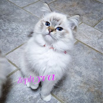 chaton Ragdoll seal tabby point mitted Zéphyra Trycoline’s chaton Ragdoll seal tabby point mitted Zéphyra Trycoline’s