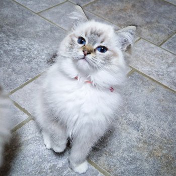 chaton Ragdoll seal tabby point mitted Zéphyra Trycoline’s chaton Ragdoll seal tabby point mitted Zéphyra Trycoline’s