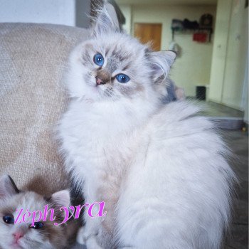 chaton Ragdoll seal tabby point mitted Zéphyra Trycoline’s chaton Ragdoll seal tabby point mitted Zéphyra Trycoline’s