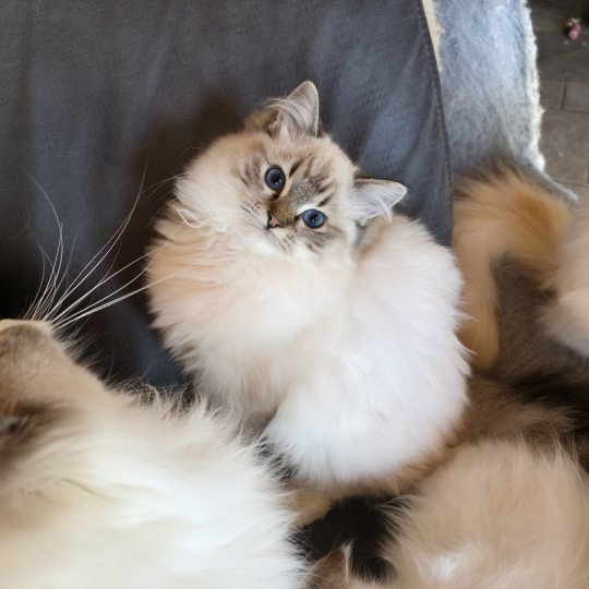 Trycoline’s Zéphyra Femelle Ragdoll