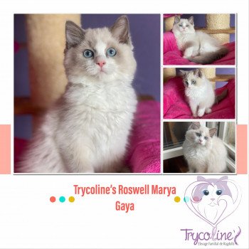 Trycoline’s Roswell Marya Gaya Femelle Ragdoll