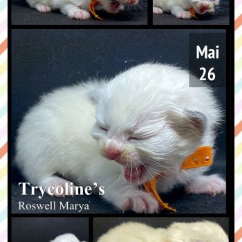 chaton Ragdoll Roswell Marya Trycoline’s chaton Ragdoll Roswell Marya Trycoline’s