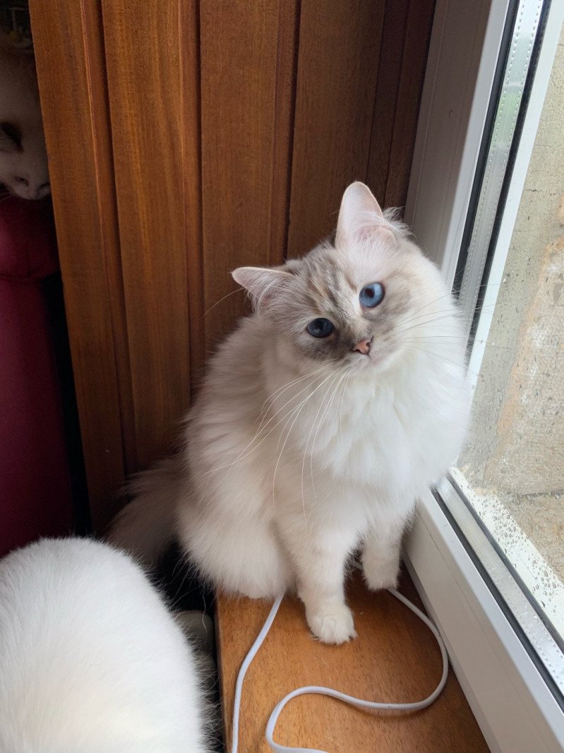 Oxalys aux Joyaux Bleus Femelle Ragdoll