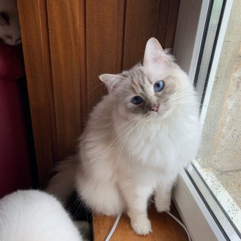 chat Ragdoll Oxalys Trycoline’s