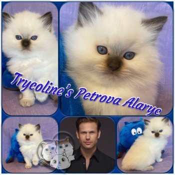 chaton Ragdoll Petrova Alaryc Trycoline’s