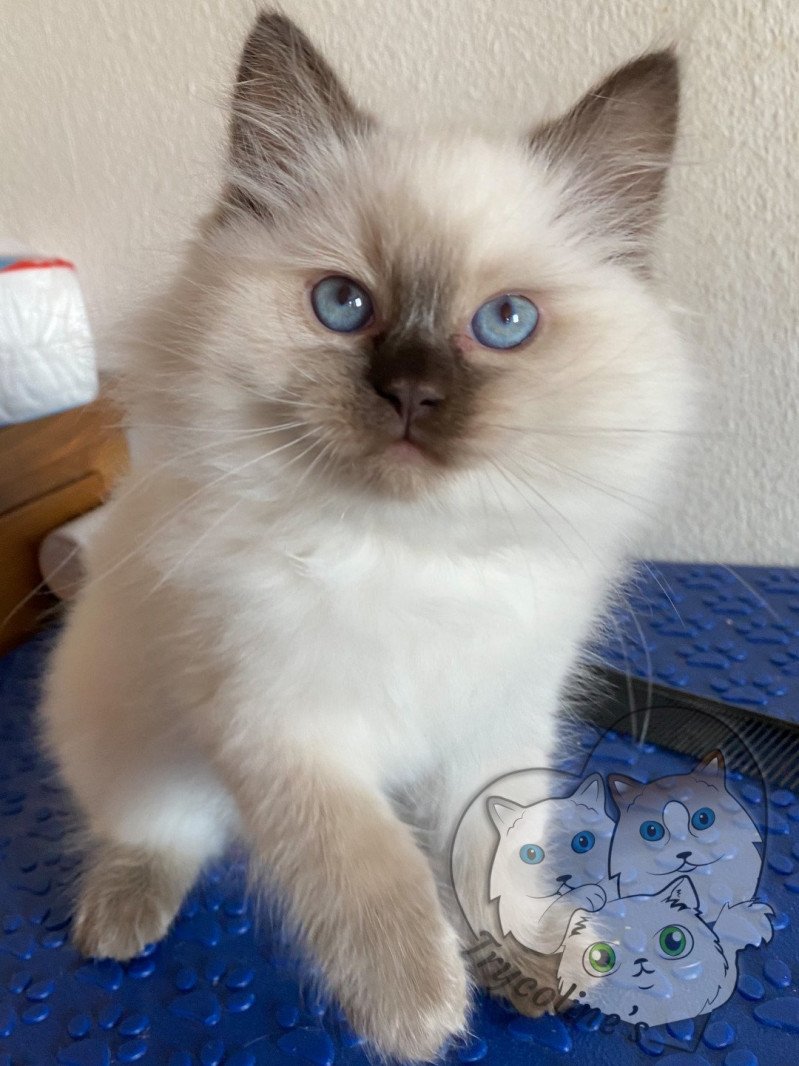 Trycoline’s Petrova Alaryc Mâle Ragdoll