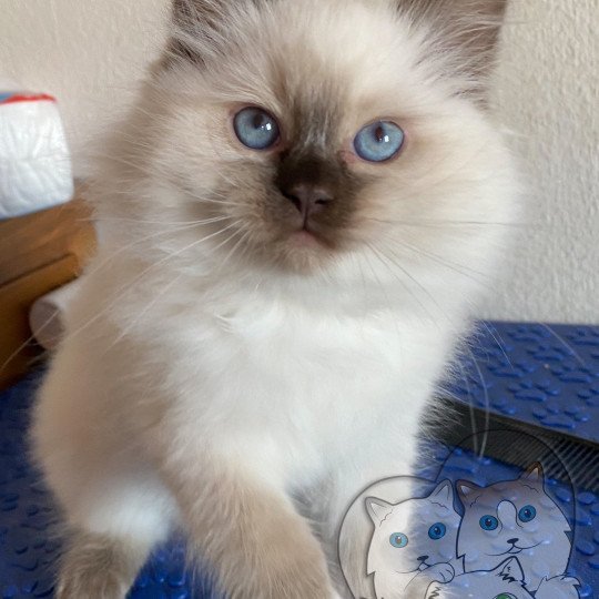 Trycoline’s Petrova Alaryc Mâle Ragdoll