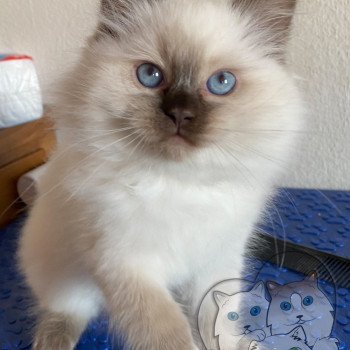 Trycoline’s Petrova Alaryc Mâle Ragdoll