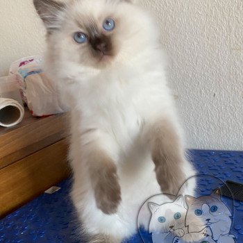 chaton Ragdoll Petrova Alaryc Trycoline’s