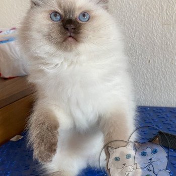 chaton Ragdoll Petrova Alaryc Trycoline’s