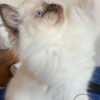 chaton Ragdoll Petrova Alaryc Trycoline’s