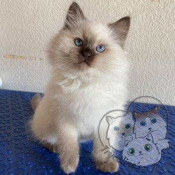 chaton Ragdoll Petrova Alaryc Trycoline’s