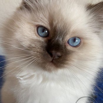 chaton Ragdoll Petrova Alaryc Trycoline’s