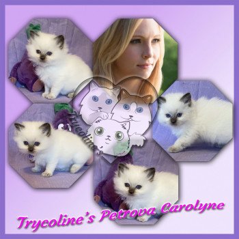 chaton Ragdoll Petrova Carolyne Trycoline’s