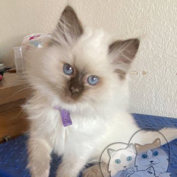 chaton Ragdoll Petrova Carolyne Trycoline’s