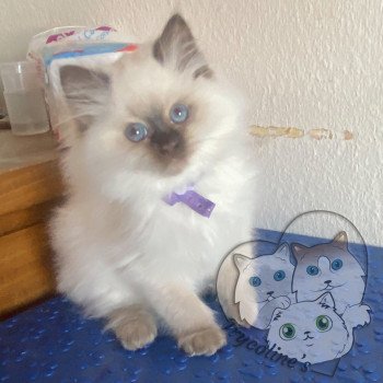 chaton Ragdoll Petrova Carolyne Trycoline’s