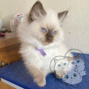 chaton Ragdoll Petrova Carolyne Trycoline’s