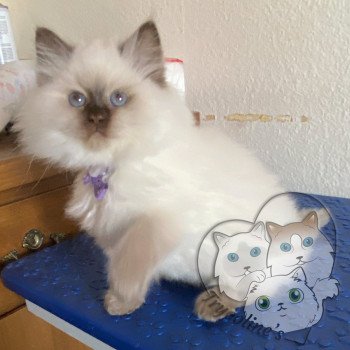 chaton Ragdoll Petrova Carolyne Trycoline’s