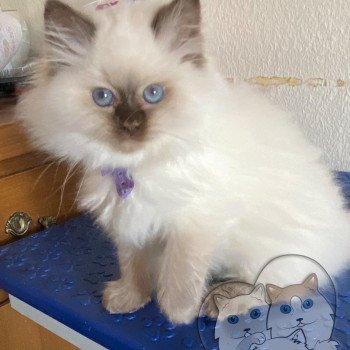 chaton Ragdoll Petrova Carolyne Trycoline’s