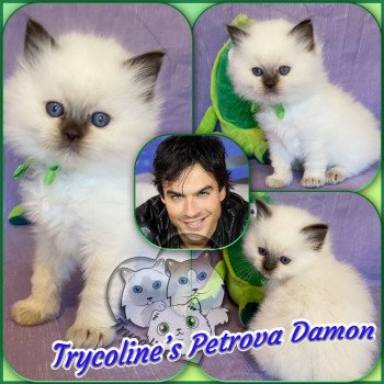 chaton Ragdoll Petrova Damon Trycoline’s