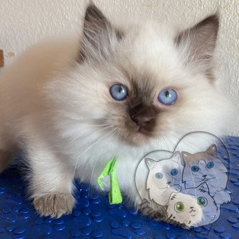 chaton Ragdoll Petrova Damon Trycoline’s