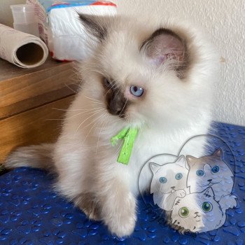 chaton Ragdoll Petrova Damon Trycoline’s