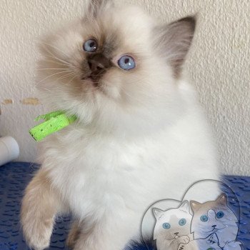 chaton Ragdoll Petrova Damon Trycoline’s