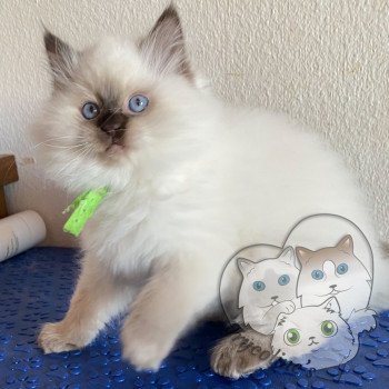 chaton Ragdoll Petrova Damon Trycoline’s