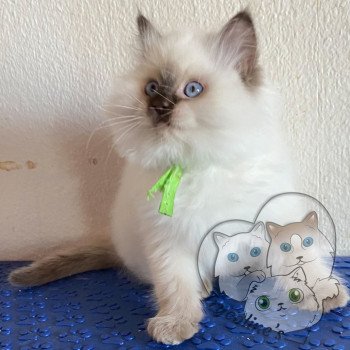 chaton Ragdoll Petrova Damon Trycoline’s