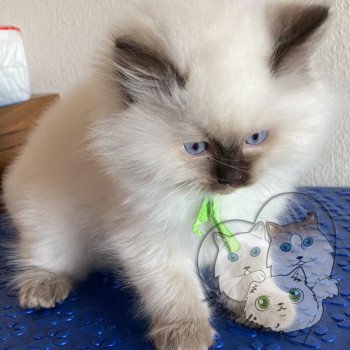 chaton Ragdoll Petrova Damon Trycoline’s