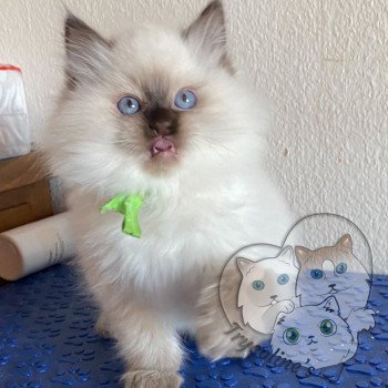 chaton Ragdoll Petrova Damon Trycoline’s chaton Ragdoll Petrova Damon Trycoline’s