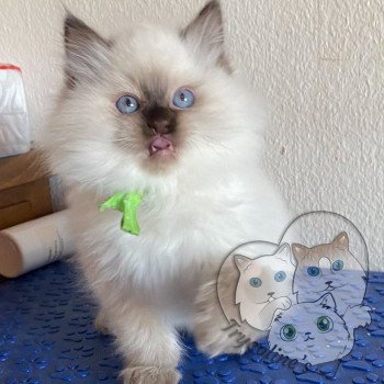 chaton Ragdoll Petrova Damon Trycoline’s