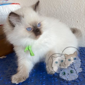 chaton Ragdoll Petrova Damon Trycoline’s