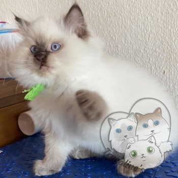 chaton Ragdoll Petrova Damon Trycoline’s