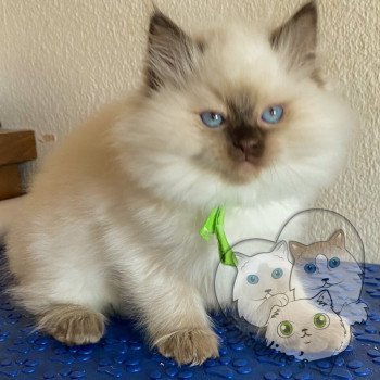 chaton Ragdoll Petrova Damon Trycoline’s