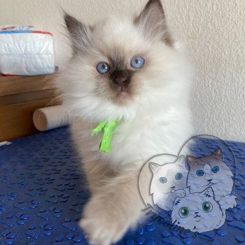 chaton Ragdoll Petrova Damon Trycoline’s