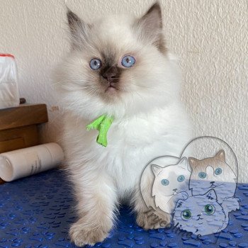 chaton Ragdoll Petrova Damon Trycoline’s