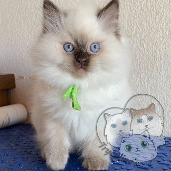 chaton Ragdoll Petrova Damon Trycoline’s