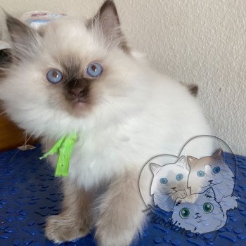 chaton Ragdoll Petrova Damon Trycoline’s