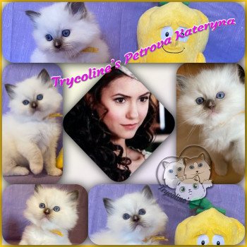chaton Ragdoll Petrova Kateryna Trycoline’s chaton Ragdoll Petrova Kateryna Trycoline’s