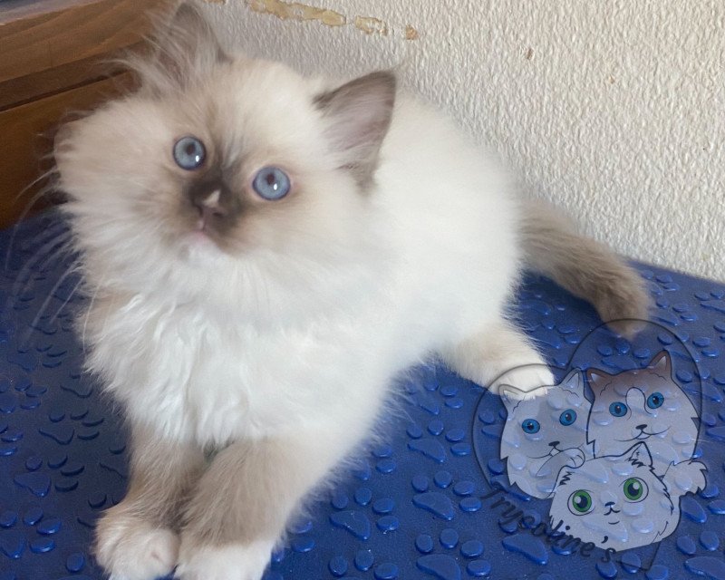 Trycoline’s Petrova Kateryna Femelle Ragdoll