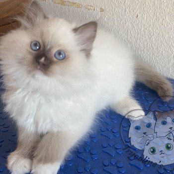 Trycoline’s Petrova Kateryna Femelle Ragdoll