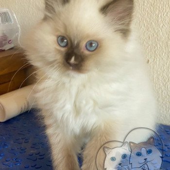 chaton Ragdoll Petrova Kateryna Trycoline’s