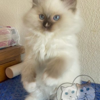 chaton Ragdoll Petrova Kateryna Trycoline’s chaton Ragdoll Petrova Kateryna Trycoline’s