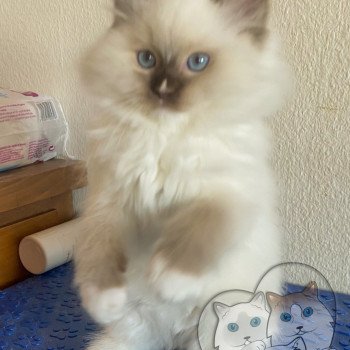 chaton Ragdoll Petrova Kateryna Trycoline’s