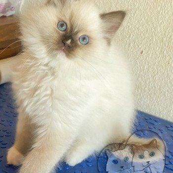 chaton Ragdoll Petrova Kateryna Trycoline’s