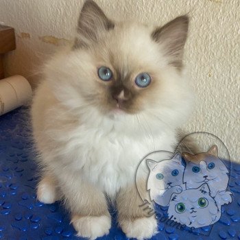 chaton Ragdoll Petrova Kateryna Trycoline’s