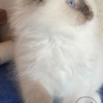 chaton Ragdoll Petrova Kateryna Trycoline’s